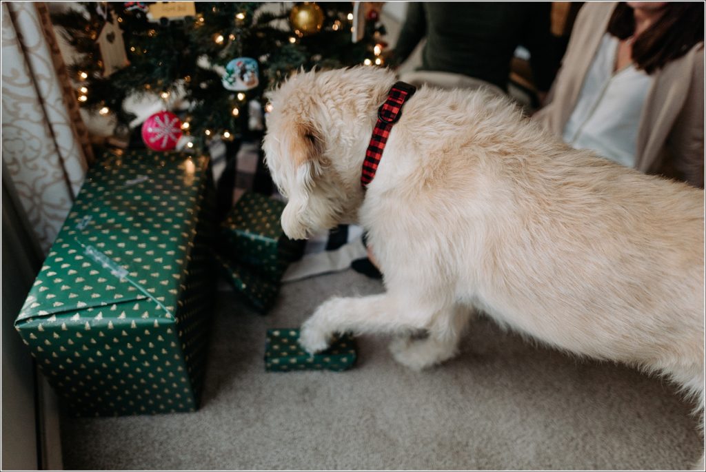 labradoodle tries to open a christmas gift on the floor by the christmas tree