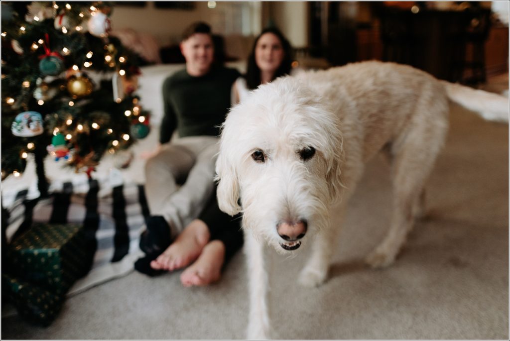 labradoodle walks toward camera in front of owners and a christmas tree