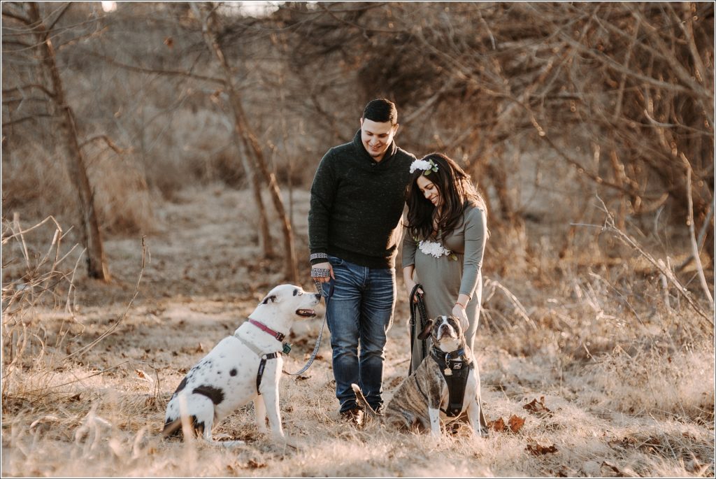couple poses with dogs in golden field for maternity pics