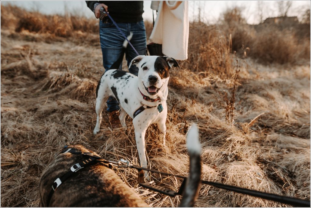 black and white spotted dog in golden field on leash