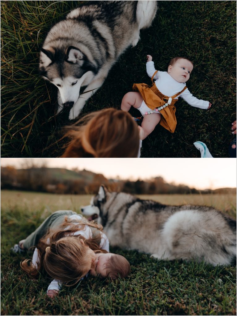 big sister kisses her baby sister with husky dog next to them on grass at sunset in swva photography