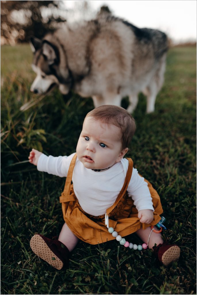 little baby in yellow jumper in front of husky dog on green grass at sunset